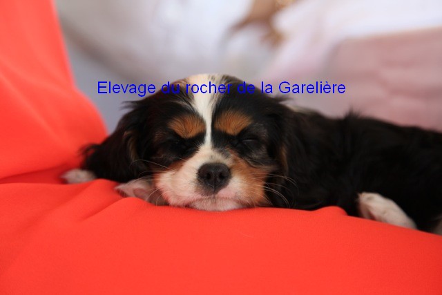 Cavalier King Charles : Jackpot du rocher de la Garelire